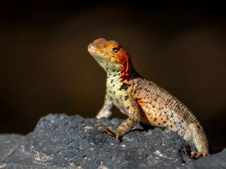 Galápagos Islands