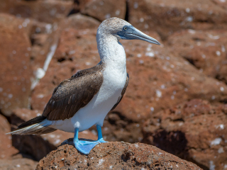 Galápagos Islands