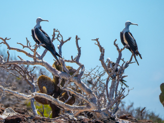 Galápagos Islands