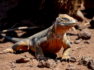 Galápagos Islands