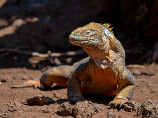 Galápagos Islands