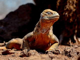 Galápagos Islands