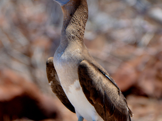 Galápagos Islands