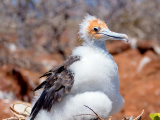 Galápagos Islands