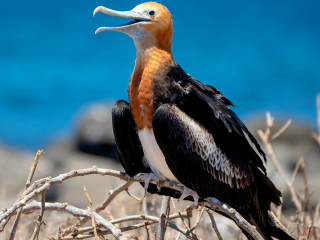 Galápagos Islands