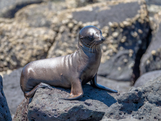 Galápagos Islands