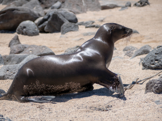 Galápagos Islands