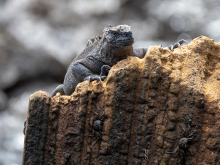 Galápagos Islands