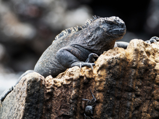 Galápagos Islands