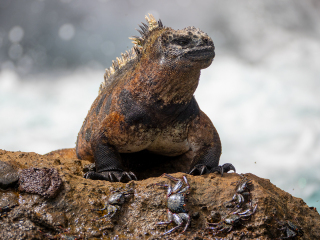 Galápagos Islands