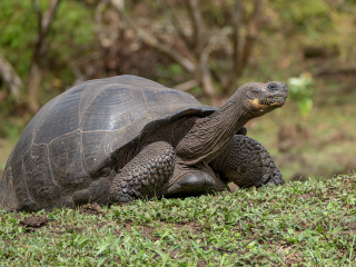 Galápagos Islands