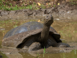 Galápagos Islands