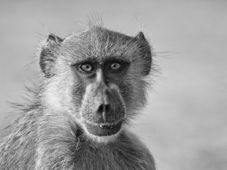 Monkey portrait - Kenya