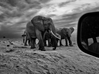 Close Encounters - Kenya