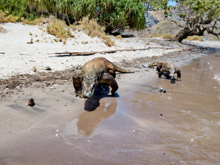 Komodo dragons