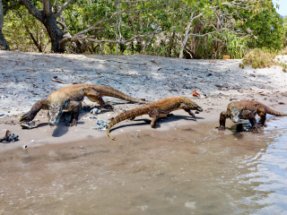 Komodo dragons