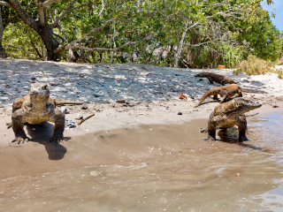 Komodo dragons