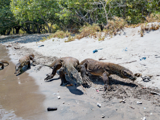 Komodo dragons