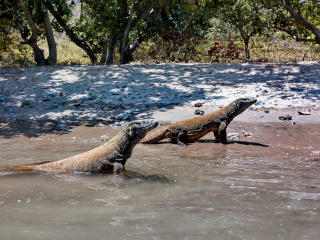 Komodo dragons