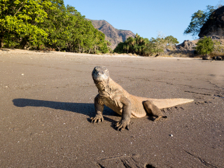 Komodo dragons