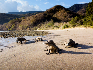 Komodo dragons