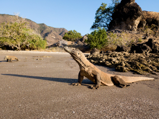 Komodo dragons