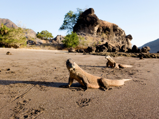 Komodo dragons