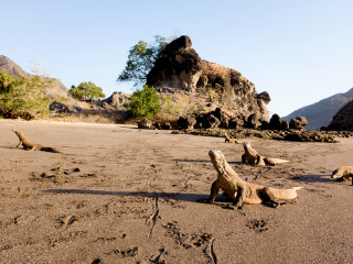 Komodo dragons