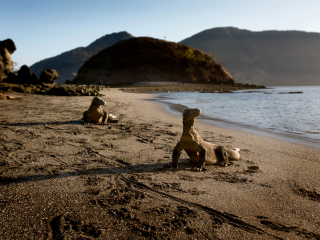 Komodo dragons