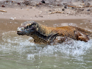 Komodo dragons