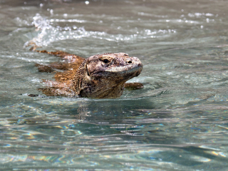 Komodo dragons