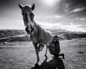 Horse milk - Kyrgyzstan